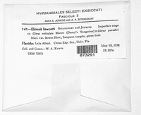 Elsinoe fawcettii image